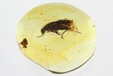 Detailed Fossil False Flower Beetle (Scraptiidae) in Baltic Amber #310808-1